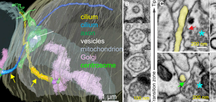 Serotonergic axon-cilium synapse